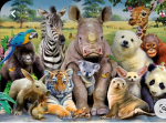 HELP/Save the ANIMALS