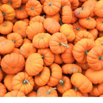 The Seasonal Squad