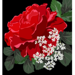 Rxxses