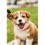 ;*corgi friends!*; ‘UwU’