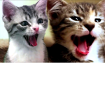Kitty cat shop :P