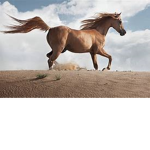 Horsey Hangouts!
