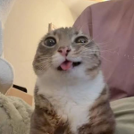 Kitten DHC Market