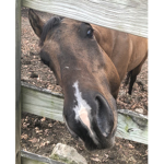 Horse love 2.8
