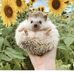 ᴘᴜʀᴘʟᴇ ɴɪɢʜᴛ ꜱᴛᴀʀꜱ