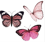 Butterfly...squad