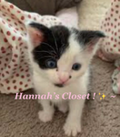 Hannah’s Closet ~ | *.*