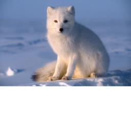 ARCTIC FOXES!!!!