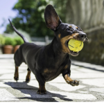 sausage dogss