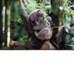 Koalas forest