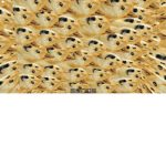 the doge gang *