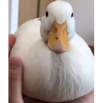 Shuba_duck
