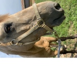 + Willow’s Horse Group +