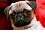 Pug Club