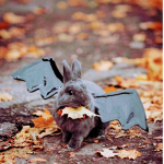 «Fluffy Bunnies»