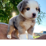 puppy fans join group
