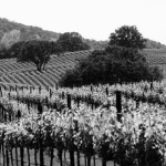 /vineyard