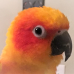 The Birds!