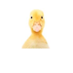 DUCKNATION!!!!