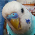 Parrot team