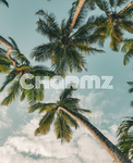 ~Charmz~