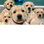 Pets go