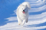 Samoyed snatches