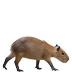 Capybara Clans