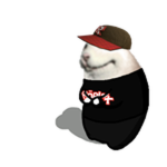 Guest Chomik