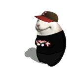 Guest Chomik
