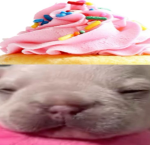 pibblepup