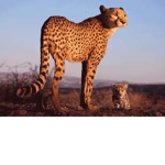 Cheetah Cheaters
