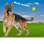 I love cute doggies