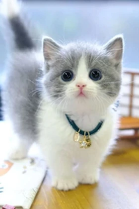 cat cats & cats Roblox group icon