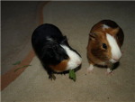 Alfa Guinea Pig