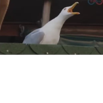 owieczki