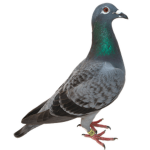 pigeonsz