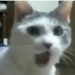 cats united<3