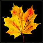 Welcome to my profile. BETA