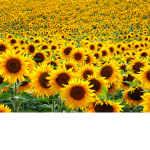 •Strong Sunflowers•