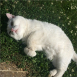 lias kitties