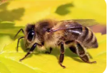 INSECTIVORES