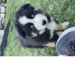 DOGE_BOY!