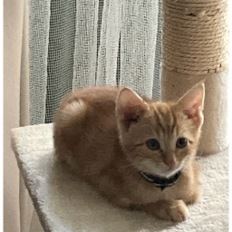 Cat Armynation Game