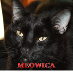 MEOWICA