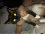 Cat nation for life