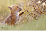 FOXES RULE! :D