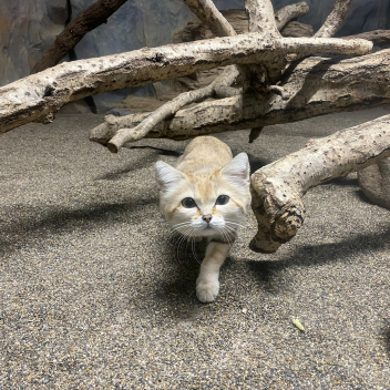 Kittehland