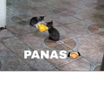 the panAs family