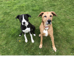 Dog Stars!